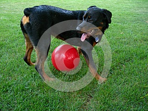 Dog Guarding over Big Ball photo