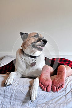 Dog guarding person on bed