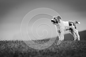 Dog guarding sheep