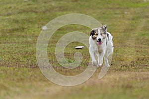 Dog guarding sheep