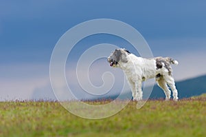 Dog guarding sheep