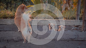 a dog guarding two puppies outdoors