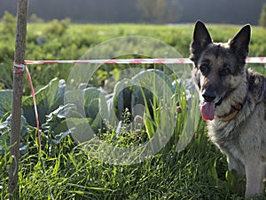 Dog Guarding Vegetables Garden