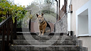 The dog is guarding the yard.