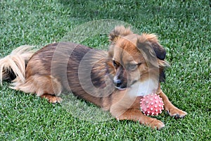 Dog guards his squeaky toy ball