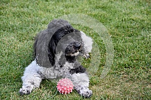 Dog guards his squeaky toy ball