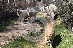 Dog guiding sheeps