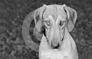 Dog Guilty Animal Sulking Shy Naughty Funny Sad Face Closeup Black And White