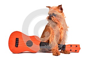Dog with guitar