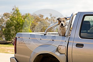 Dog guarding a truck photo
