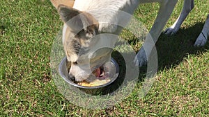 Dog guzzling corn mush with pieces of meat