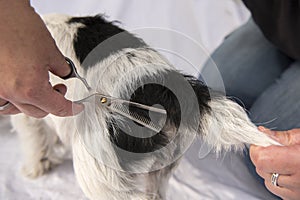 Dog hair cutting with the effilating scissors - grooming