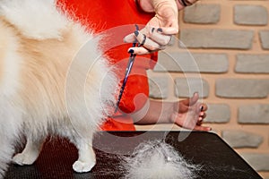 little dog at hair cutting procedure by professional, at grooming salon