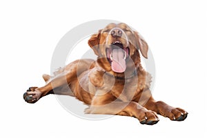 doggy dog pet cute background purebred white animal fly jump front. Generative AI. photo