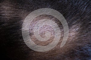 Dog hair loss Labrador retriever allergy. Bald spot
