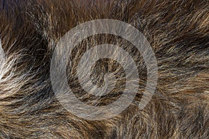 Dog hair texture. Animal fur close-up