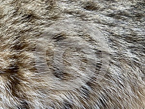 Dog hair texture background