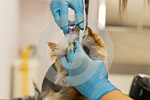 dog haircut in grooming salon, human hands in gloves with scissors
