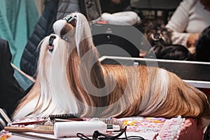 Dog hairdresser Lhasa Apso shih tzu grooming combing brushing fur dog show