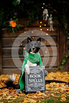 Dog in Halloween with Book of Spells. Autumn  Hollidays and celebration.