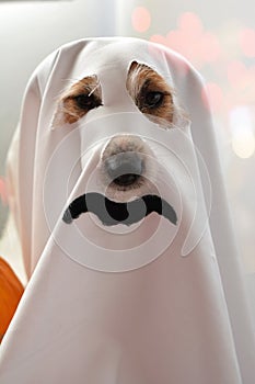 DOG HALLOWEEN GHOST COSTUME PARTY, ISOLATED AGAINT DEFOCUSED BACKGROUND photo