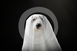 DOG HALLOWEEN GHOST COSTUME PARTY, ISOLATED AGAINTS BLACK BACKGROUND