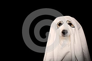 DOG HALLOWEEN GHOST COSTUME PARTY. JACK RUSSELL COVERED WITH A BLANKET. ISOLATED AGAINTS BLACK BACKGROUND