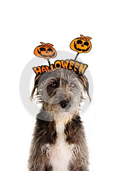 DOG HALLOWEEN PORTRAIT. FUNNY PUREBRED WEARING A DIADEM SIGN. ISOLATED ON WHITE BACKGROUND