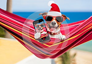 Dog on hammock at christmas