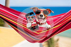 Dog on hammock selfie