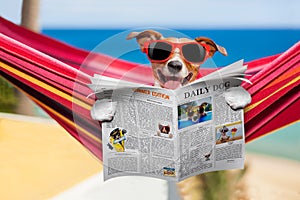 Dog on hammock in summer