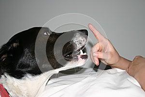 Dog and hand