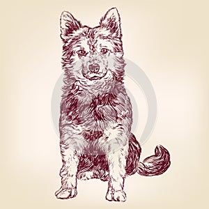 Dog hand drawn vector illustration sketch