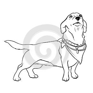 Dog with a handkerchief on the neck. Dog with a collar. A devoted dog looks up at the host. Contour Illustration