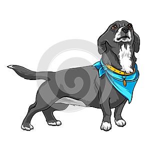 Dog with a handkerchief on the neck. Dog with a collar. A devoted dog looks up at the host. Contour Illustration