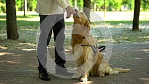 Dog handler feeding retriever, training pet in park, giving obedience commands