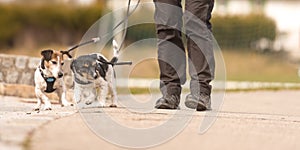 Dog handler walks with her little dogs on a road. Two obedient Jack Russell Terrier doggy