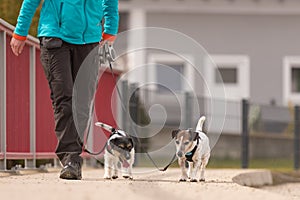 Dog handler walks with her little dogs on a road. Two obedient Jack Russell Terrier doggy