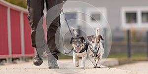 Dog handler walks with her little dogs on a road. Two obedient Jack Russell Terrier doggy