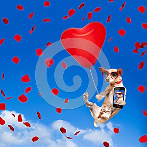 Dog hanging on balloon in air for valentines day