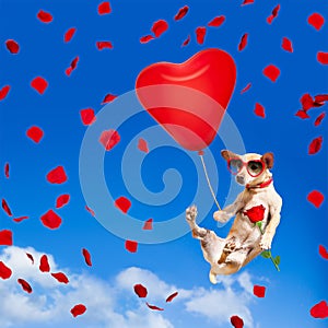 Dog hanging on balloon in air for valentines day