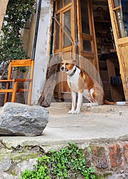 Dog hanging out outside his house in Istambul, Turkey