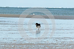 Dog happily hops on the beach