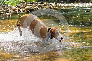 Dog happily jumping in water