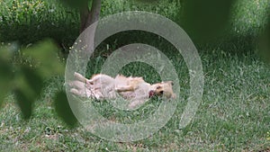 The dog happily wallows on his back in the green grass