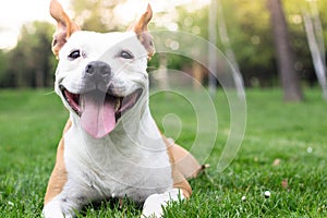 Il cane felicità 