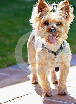 Dog, happy and outdoor with Yorkshire Terrier, backyard and pet with face and calm behaviour. Fur, rescue puppy and