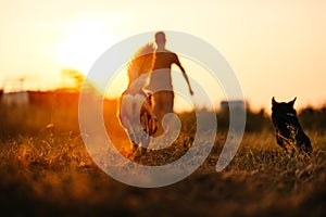 dog happy running on the meadow with its owner during sunset. Pet and family concept