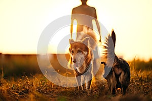 dog happy walks on the meadow with its owner during sunset. Pet and family concept