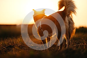 dog happy walks on the meadow with its owner during sunset. Pet and family concept